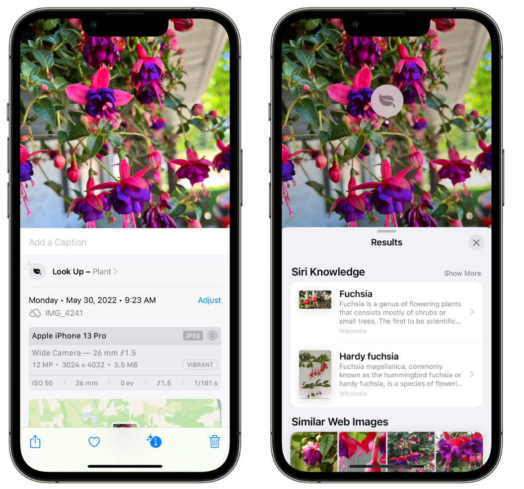 永顺苹果手机维修分享小技巧：使用 iPhone 相机识别花卉植物 